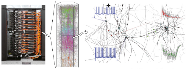 神经元和突触的数字化重构 (credit: Henry Markram et al./Cell)