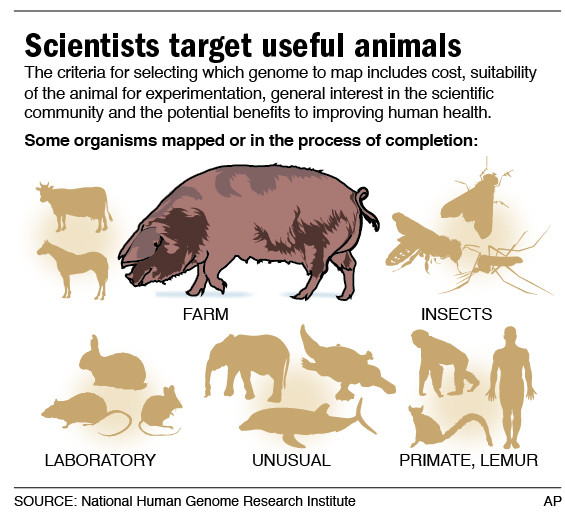 Graphic shows higher-order animals that have had or in the process of having, their genomes sequenced
