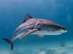 它们看起来很相似，但鲨鱼确实另一种完全不同的物种。