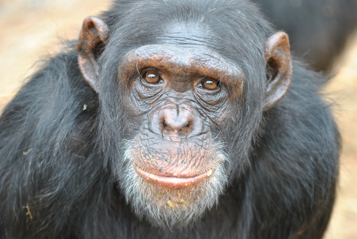 人类与黑猩猩具有相同的祖先
